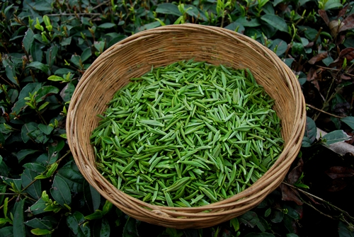 茶叶